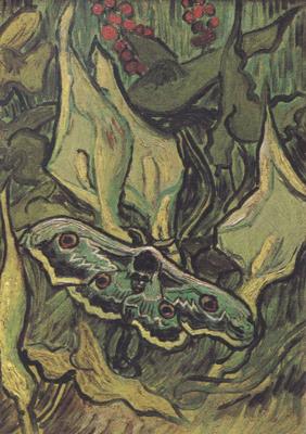 Vincent Van Gogh Death's-Head Moth (nn04) Sweden oil painting art